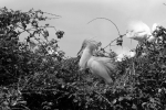 squacco heron coto donana 1956